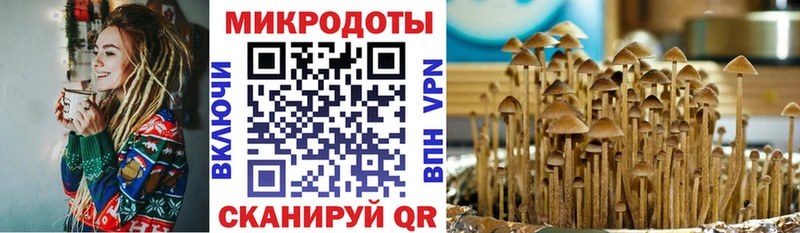 mega зеркало Билибино Галлюциногенные грибы Psilocybine cubensis